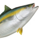 A Yellowfin Tuna